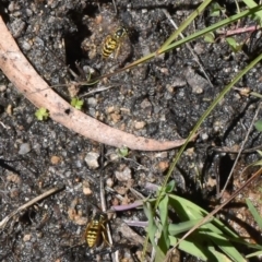 Vespula germanica (European Wasp, German Yellowjacket Wasp) at Cotter River, ACT - 17 Mar 2018 by jmcleod
