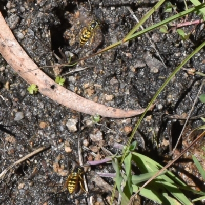 Vespula germanica (European wasp) at Namadgi National Park - 17 Mar 2018 by jmcleod