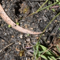 Vespula germanica (European wasp) at Cotter River, ACT - 17 Mar 2018 by jmcleod