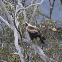 Aquila audax (Wedge-tailed Eagle) at Illilanga & Baroona - 28 Feb 2016 by Illilanga