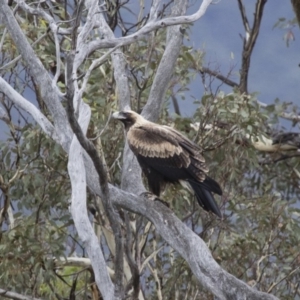 Aquila audax at Michelago, NSW - 29 Feb 2016