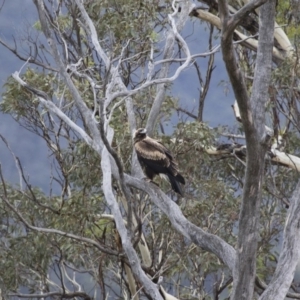 Aquila audax at Michelago, NSW - 29 Feb 2016 06:09 AM