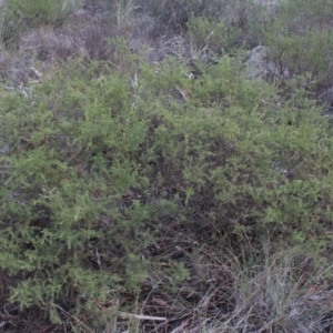 Pultenaea setulosa at Gundaroo, NSW - 13 Jun 2018 10:05 AM