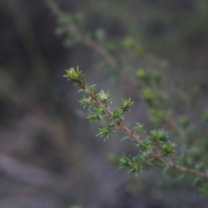 Pultenaea setulosa at Gundaroo, NSW - 13 Jun 2018 10:05 AM