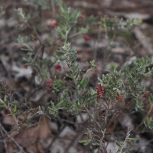 Grevillea lanigera at Gundaroo, NSW - 13 Jun 2018