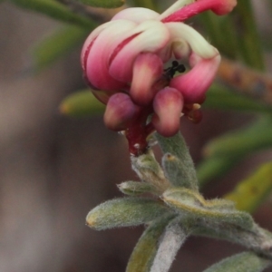 Grevillea lanigera at Gundaroo, NSW - 13 Jun 2018