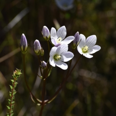 Gentianella sp. (A Gentian) at Cotter River, ACT - 17 Mar 2018 by jmcleod