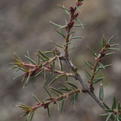 Lissanthe strigosa subsp. subulata (Peach Heath) at Gundaroo, NSW - 13 Jun 2018 by MaartjeSevenster