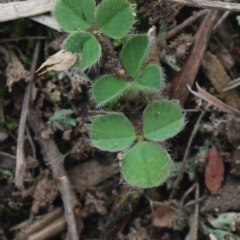 Trifolium sp. (Clover) at Mcleods Creek Res (Gundaroo) - 13 Jun 2018 by MaartjeSevenster