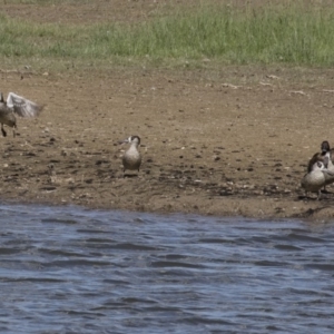 Malacorhynchus membranaceus at Michelago, NSW - 2 Apr 2018