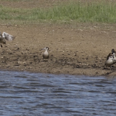 Malacorhynchus membranaceus (Pink-eared Duck) at Illilanga & Baroona - 2 Apr 2018 by Illilanga