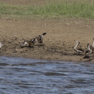 Malacorhynchus membranaceus at Michelago, NSW - 2 Apr 2018