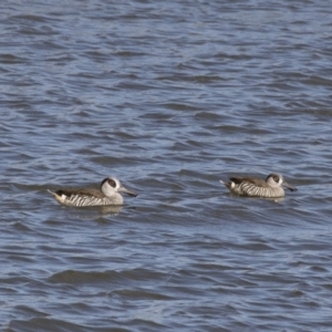 Malacorhynchus membranaceus at Michelago, NSW - 2 Apr 2018