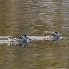 Malacorhynchus membranaceus (Pink-eared Duck) at Illilanga & Baroona - 28 May 2018 by Illilanga