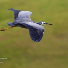 Egretta novaehollandiae (White-faced Heron) at Lake Tabourie, NSW - 9 Jun 2016 by Charles Dove