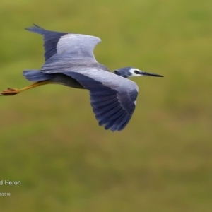 Egretta novaehollandiae at Lake Tabourie, NSW - 10 Jun 2016 12:00 AM