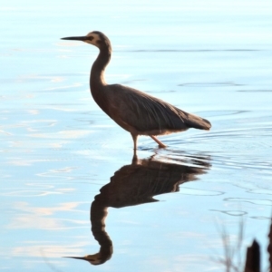 Egretta novaehollandiae at Wallaga Lake, NSW - 9 Jun 2018 07:39 AM