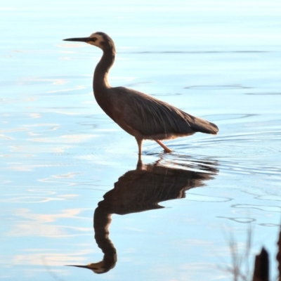 Egretta novaehollandiae (White-faced Heron) at Wallaga Lake, NSW - 9 Jun 2018 by narelle