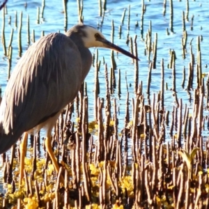 Egretta novaehollandiae at Narooma, NSW - 15 Jun 2018 07:14 AM