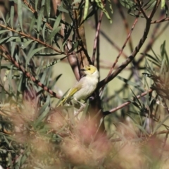 Ptilotula penicillata (White-plumed Honeyeater) at Illilanga & Baroona - 9 Nov 2009 by Illilanga