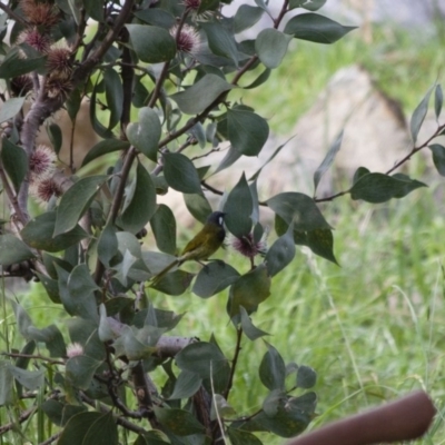 Nesoptilotis leucotis (White-eared Honeyeater) at Illilanga & Baroona - 1 May 2012 by Illilanga