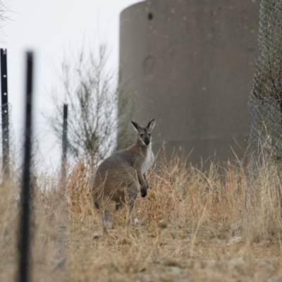 Notamacropus rufogriseus (Red-necked Wallaby) at Illilanga & Baroona - 8 Jun 2018 by Illilanga