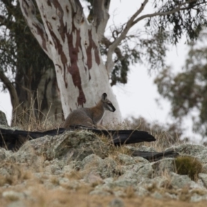 Notamacropus rufogriseus at Michelago, NSW - 9 Jun 2018