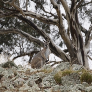 Notamacropus rufogriseus at Michelago, NSW - 9 Jun 2018