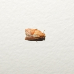 Epiphyas postvittana (Light Brown Apple Moth) at Fadden, ACT - 9 Feb 2018 by YumiCallaway