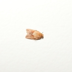 Epiphyas postvittana at Fadden, ACT - 9 Feb 2018 11:04 PM