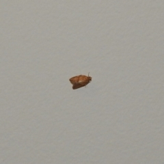 Epiphyas postvittana at Fadden, ACT - 9 Feb 2018 11:04 PM