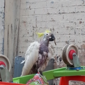 Cacatua galerita at Kambah, ACT - 16 Jun 2018