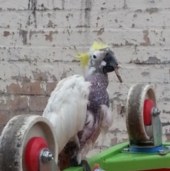 Cacatua galerita at Kambah, ACT - 16 Jun 2018 03:11 PM