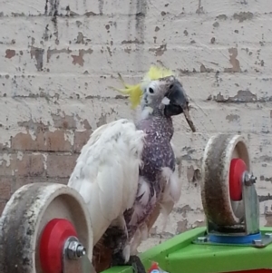 Cacatua galerita at Kambah, ACT - 16 Jun 2018 03:11 PM