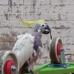 Cacatua galerita at Kambah, ACT - 16 Jun 2018 03:11 PM