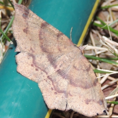 Rhinodia rostraria (Necklace Geometrid) at Conder, ACT - 29 Dec 2017 by MichaelBedingfield