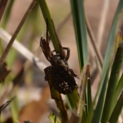 Lycosidae (family) at Wamboin, NSW - 28 Feb 2018 05:45 PM