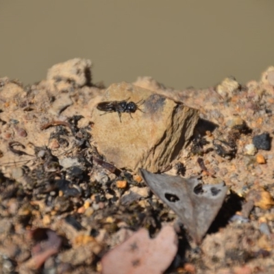 Crabroninae (subfamily) (Unidentified solitary wasp) at QPRC LGA - 28 Feb 2018 by natureguy