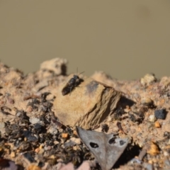 Crabroninae (subfamily) at Wamboin, NSW - 28 Feb 2018 05:51 PM