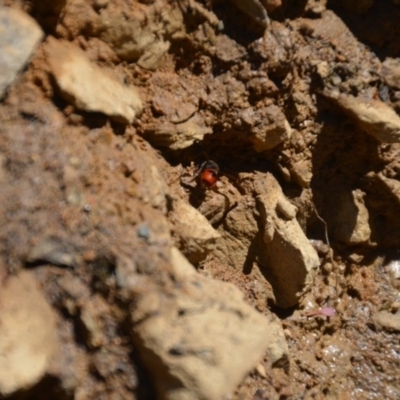 Eumeninae (subfamily) (Unidentified Potter wasp) at QPRC LGA - 28 Feb 2018 by natureguy