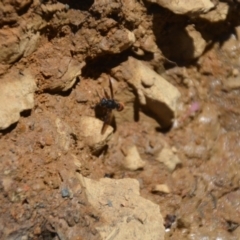 Eumeninae (subfamily) at Wamboin, NSW - 28 Feb 2018 05:52 PM