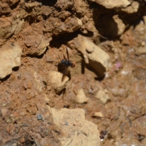 Eumeninae (subfamily) at Wamboin, NSW - 28 Feb 2018