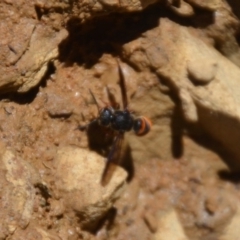 Eumeninae (subfamily) at Wamboin, NSW - 28 Feb 2018