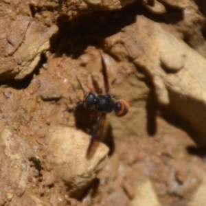 Eumeninae (subfamily) at Wamboin, NSW - 28 Feb 2018 05:52 PM