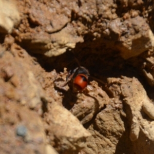 Eumeninae (subfamily) at Wamboin, NSW - 28 Feb 2018 05:52 PM