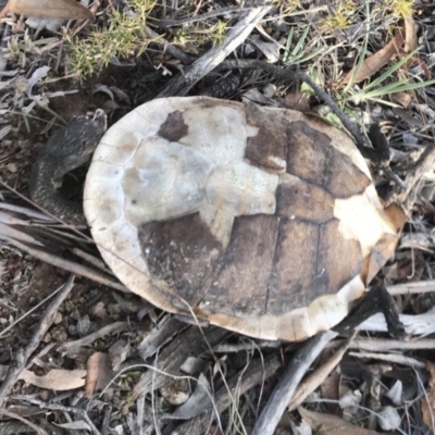 Chelodina longicollis (Eastern Long-necked Turtle) at QPRC LGA - 15 Jun 2018 by yellowboxwoodland