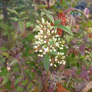 Nandina domestica at Canberra, ACT - 31 May 2018