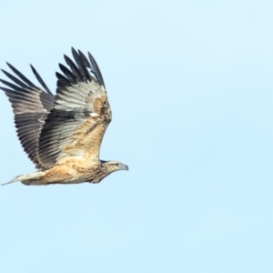 Haliaeetus leucogaster at Wallagoot, NSW - 17 Jun 2018 09:58 AM