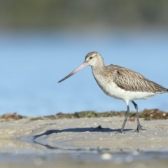 Limosa lapponica (Bar-tailed Godwit) at Bournda Environment Education Centre - 17 Jun 2018 by Leo