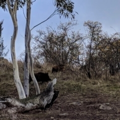 Sus scrofa (Wild Boar, Feral Pig) at Cooleman Ridge - 17 Jun 2018 by HelenCross